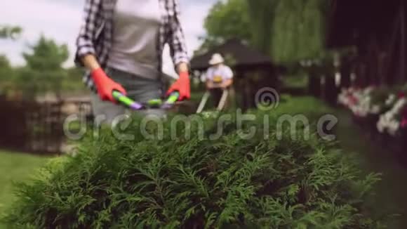 女孩修剪灌木丛老人推割草机视频的预览图