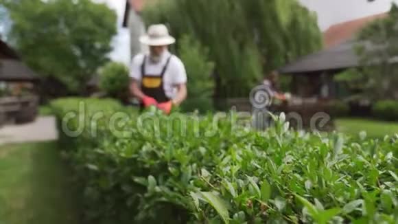园艺师修剪灌木丛花艺师剪干叶子视频的预览图