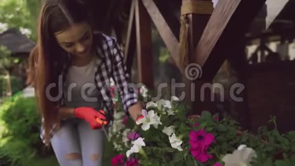 戴防护手套的花絮在植物上剪干叶子视频的预览图