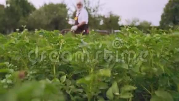园丁用科罗拉多甲虫的喷雾器喷洒马铃薯视频的预览图