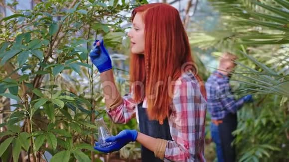 可爱的园丁有爱心的女人给植物一些药背景男园丁照顾其他植物视频的预览图