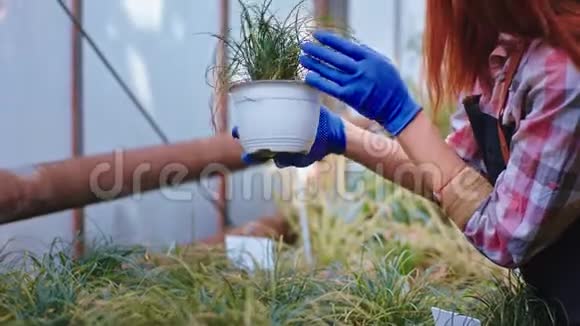 在镜头前红发女园丁照看她用爱做的装饰植物视频的预览图