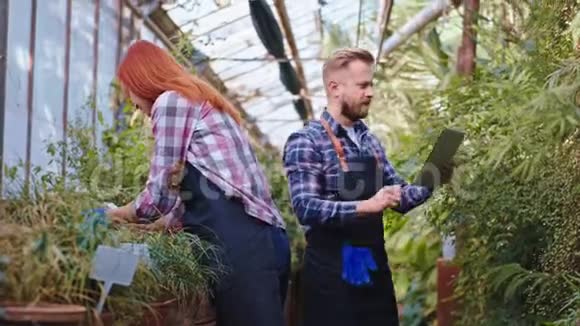 在一个有装饰植物的温室里漂亮的家庭男女花匠和爱的男人一起照顾植物视频的预览图