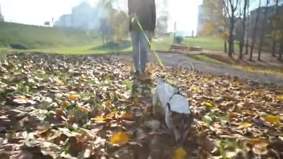 女孩抱着狗和宠物在长满树叶的草地上散步视频的预览图