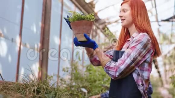 戴红发的漂亮女人非常小心地照顾一个大温室里的装饰植物她抚摸着植物视频的预览图