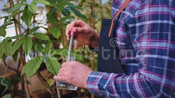 园艺工人给一个大温室里的装饰植物一些维生素视频的预览图