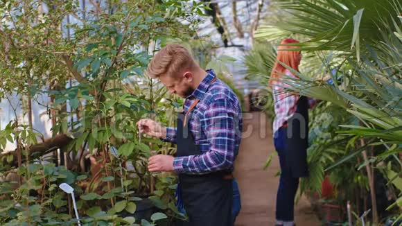 在有装饰植物的大温室里一对夫妇一起工作两个园丁带着一些维生素和一滴视频的预览图