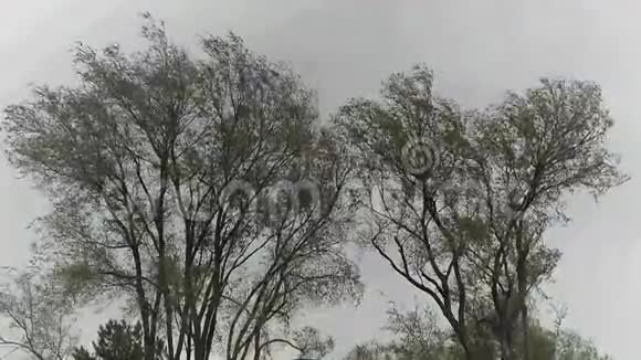 两棵树在风中摇曳视频的预览图