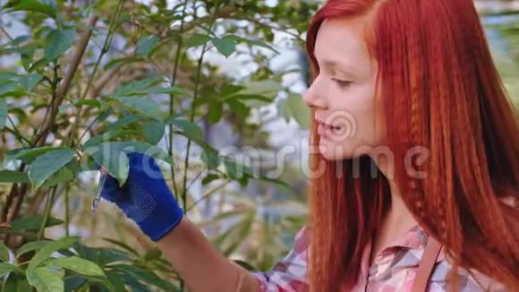 在一个温室里装饰植物快乐而微笑大红帽园丁在花上放了一些维生素视频的预览图