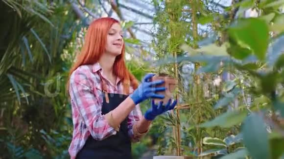 在一个有装饰植物的温室里可爱的园丁女性照顾植物她检查花取花视频的预览图