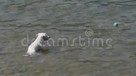 狗水球杰克罗塞尔视频的预览图