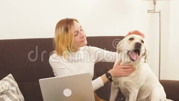 现代女孩在笔记本电脑后面工作为了表达对宠物的爱而分心视频的预览图