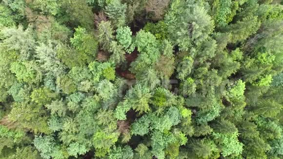 空中森林从上面视频的预览图
