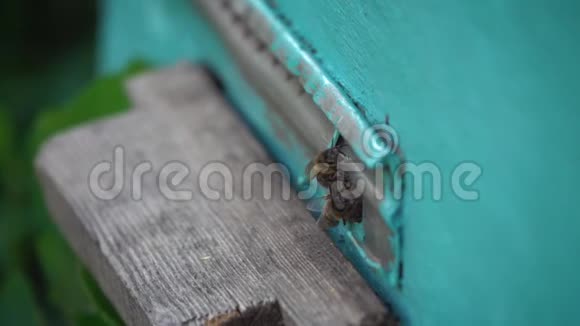 蜜蜂从日记里出来视频的预览图