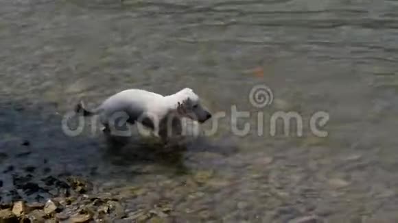 狗水球杰克罗塞尔视频的预览图
