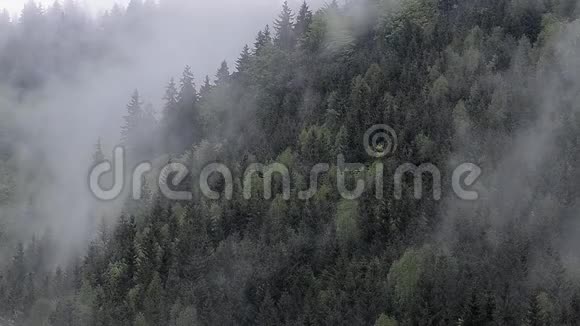 雾中的森林云中的雨视频的预览图