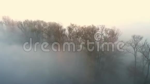 树顶望着薄雾视频的预览图