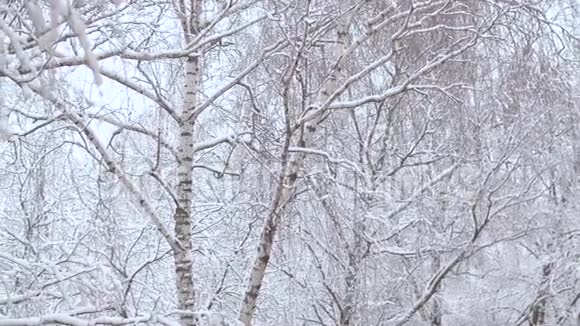 白桦树下的雪视频的预览图