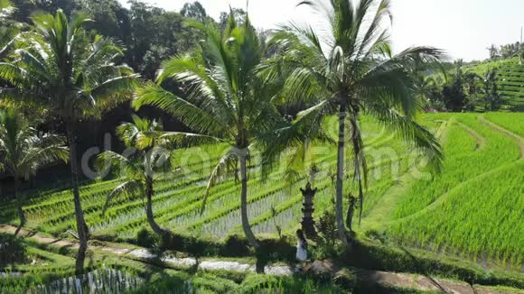 在印度尼西亚巴厘岛的JatiluwihRiceTerraes上漫步在稻田和棕榈树小径上的女性鸟瞰图视频的预览图