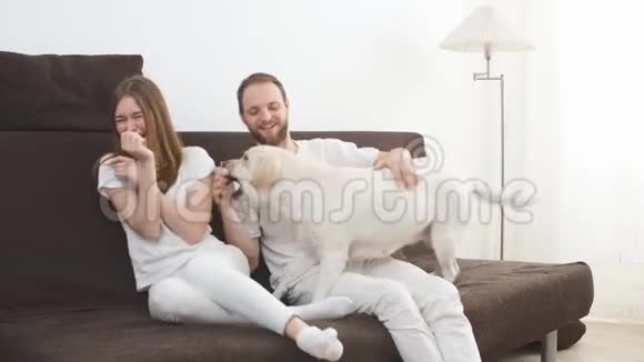 可爱的白种人夫妇和狗坐在沙发上视频的预览图