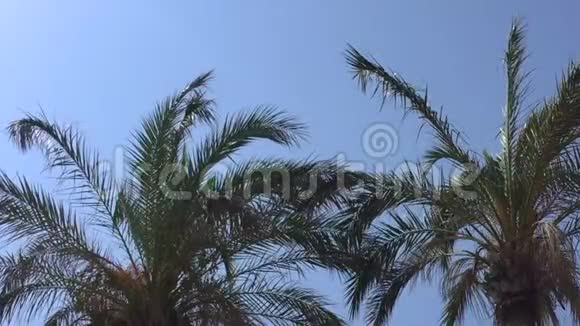 棕榈树在风中移动视频的预览图