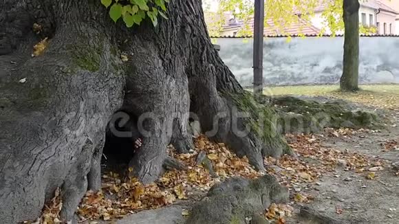 女孩被困在巨大的林登树上视频的预览图