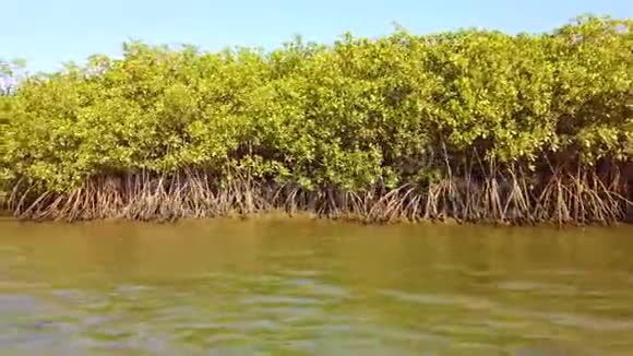 热带河流三角洲红树林4K录像视频的预览图