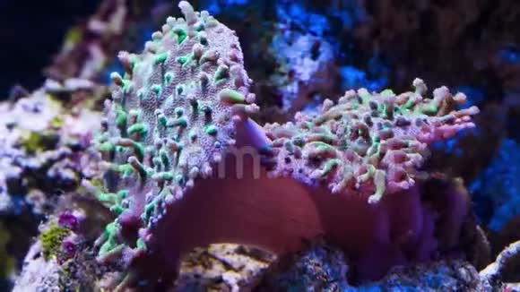 日本皮革珊瑚开放时间流逝视频的预览图