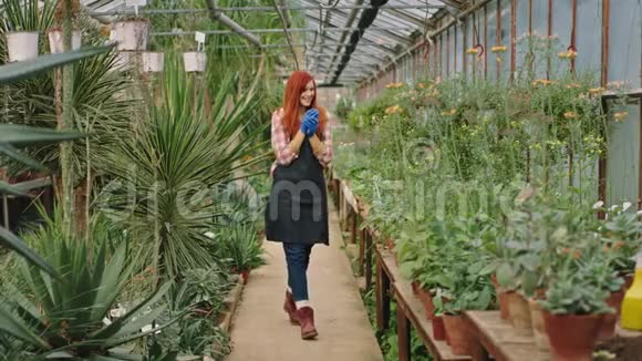 在一个大的工业花房里有一个装饰植物的园丁女人在早晨用爱开始工作视频的预览图