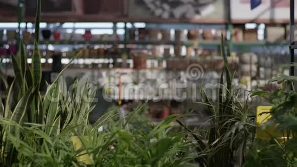 戴眼镜的小女孩在绿色家居植物的背景下选择园林装饰植物视频的预览图
