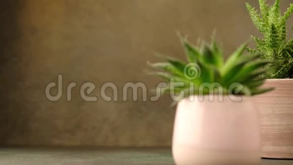 室内多汁植物视频的预览图