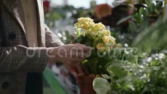 园艺女人检查装饰盛开的家花在花盆货架上杂货店背景视频的预览图