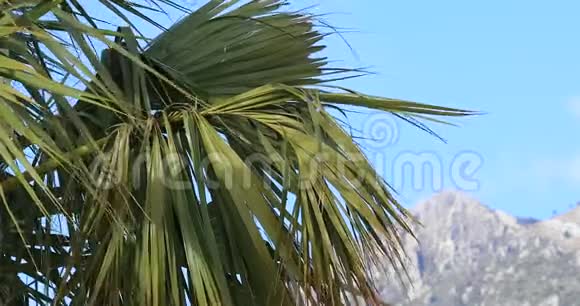 蓝天下的棕榈叶视频的预览图