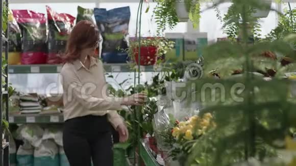 专业女性花艺师以花店为背景在花店温室内考察家庭装饰盆栽花卉视频的预览图