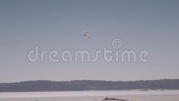 一只海鸥飞过海滩视频的预览图