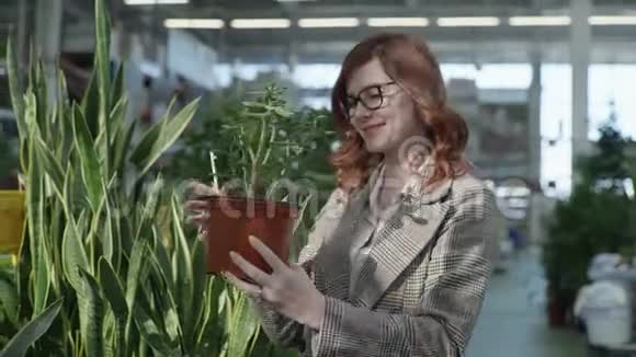 戴眼镜的成年女孩在站着的时候要检查盆里的绿色植物以供家庭或办公室装饰视频的预览图