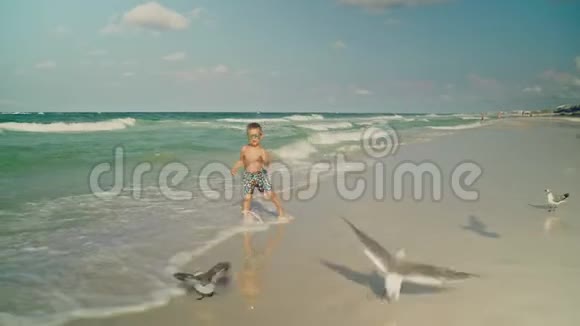 佛罗里达暑假年轻的母亲和她的小儿子在海滩上喂海鸥视频的预览图