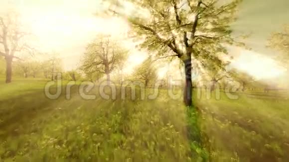 春树下夕阳视频的预览图