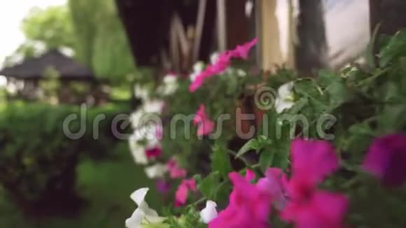 把挂在木制露台上的花盆里的花收起来视频的预览图