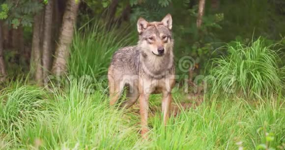 森林里的野狼视频的预览图