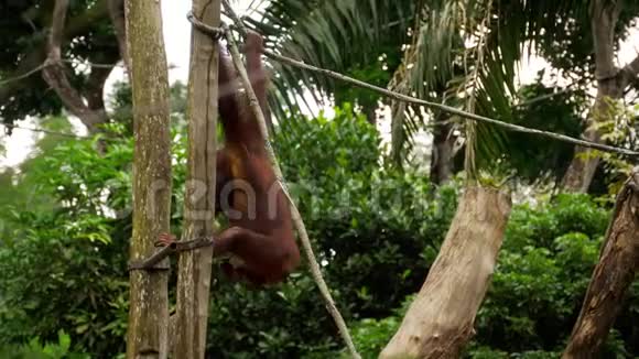 树上的猩猩视频的预览图