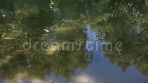 鱼在清澈的湖水中游泳视频的预览图