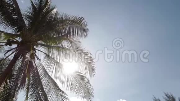太阳透过棕榈枝照耀视频的预览图