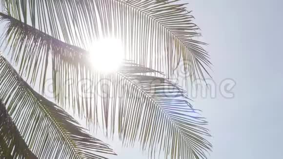 太阳透过棕榈枝照耀视频的预览图