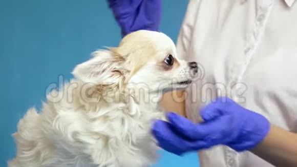 兽医在蓝色背景的健康检查中检查一只狗对耳朵的健康状况视频的预览图