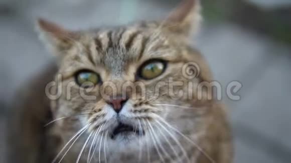 英国种猫打哈欠视频的预览图