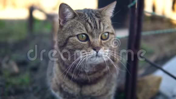 英国品种猫喵喵叫视频的预览图
