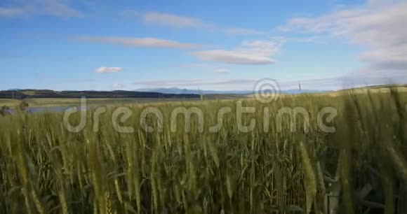 高大的小麦视频的预览图