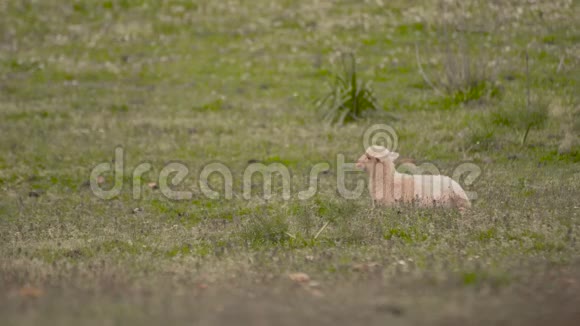 羔羊坐在草地上视频的预览图