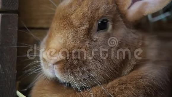 可爱的兔子在哈奇高清电视视频的预览图